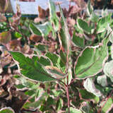 Cornus alba 'Miracle' - Buntblättriger Hartriegel