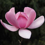 Magnolia 'Brixton Belle' - Großblumige Magnolie