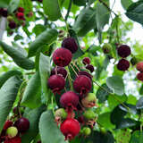 Amelanchier 'Ballerina' - Kupfer-Felsenbirne