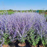 Perovskia atriplicifolia 'Little Spire' - Blauraute