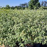 Caryopteris clandonensis 'White Surprise' - Buntlaubige Bartblume