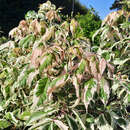 Acer negundo 'Flamingo' - Buntblättriger Eschenahorn