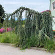 Cedrus libani 'Glauca Pendula': Bild 3/4