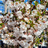 Prunus incisa 'Kojou-no-mai' - Korkenzieherkirsche