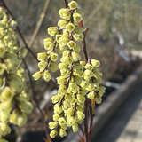 Stachyurus chinensis 'Celina' - Chinesischer Perlschweif