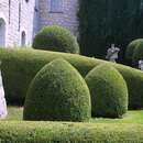 Buxus sempervirens - Buchs