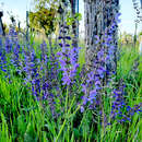 Salvia pratensis haematodes - Wiesensalbei