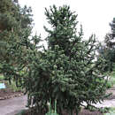 Pinus aristata - Fuchsschwanzkiefer