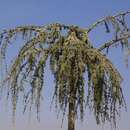 Cedrus libani 'Glauca Pendula' - Hänge-Atlaszeder