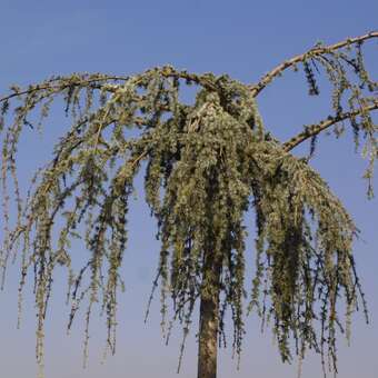 Cedrus libani 'Glauca Pendula'