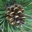 Pinus nigra austriaca - Schwarzföhre