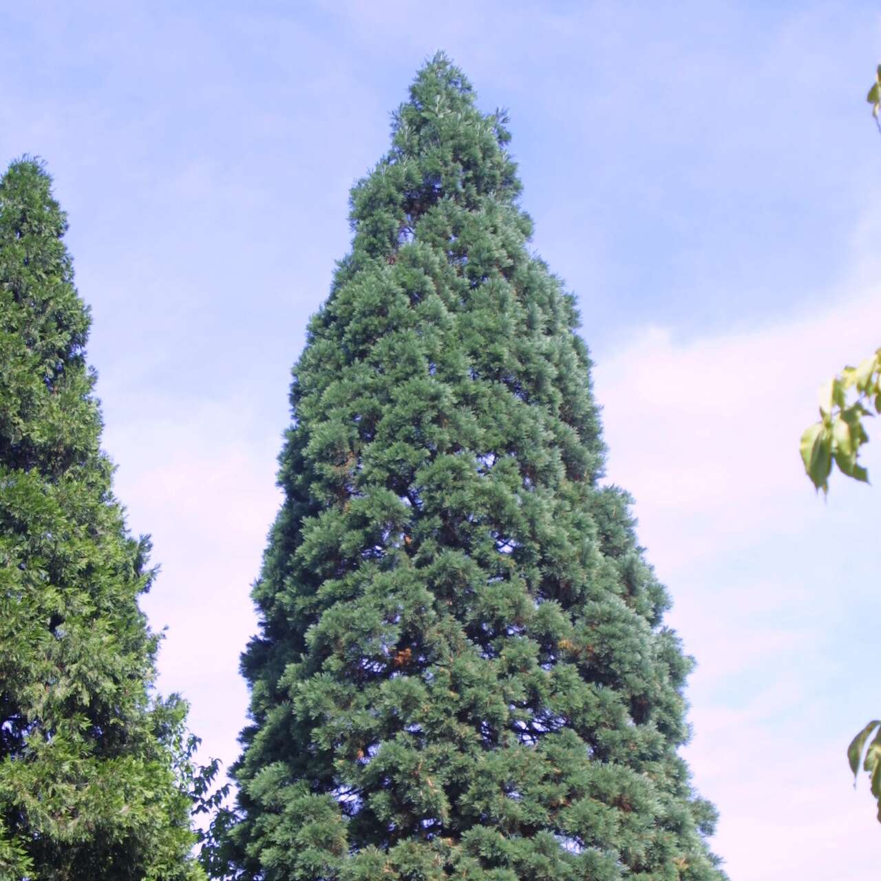 Blauer Mammutbaum - Sequoiadendron Giganteum 'Glaucum' - Grau/silbrig