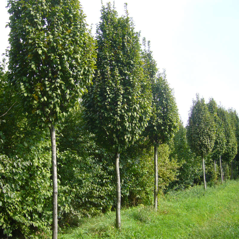 SäulenHainbuche Carpinus betulus 'Nord'