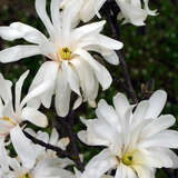 Magnolia stellata 'Royal Star' - Weiße Sternmagnolie