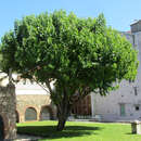 Morus nigra - Schwarzer Maulbeerbaum