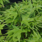 Acer palmatum 'Coonara Pygmy' - Japanischer Fächerahorn