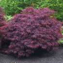 Acer palmatum 'Crimson Queen' - Japanischer Schlitzahorn