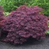 Acer palmatum 'Crimson Queen' - Japanischer Schlitzahorn