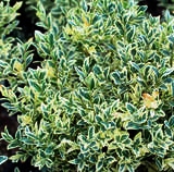 Buxus sempervirens 'Argenteovariegata' - Weißbunter Buchs