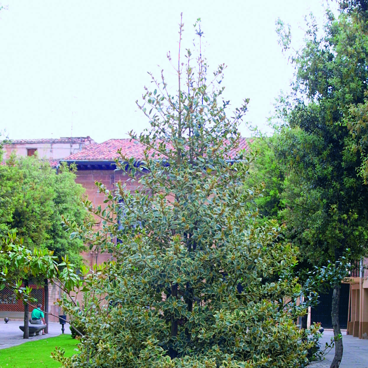 Stechpalme Ilex aquifolium Argenteomarginata weiß