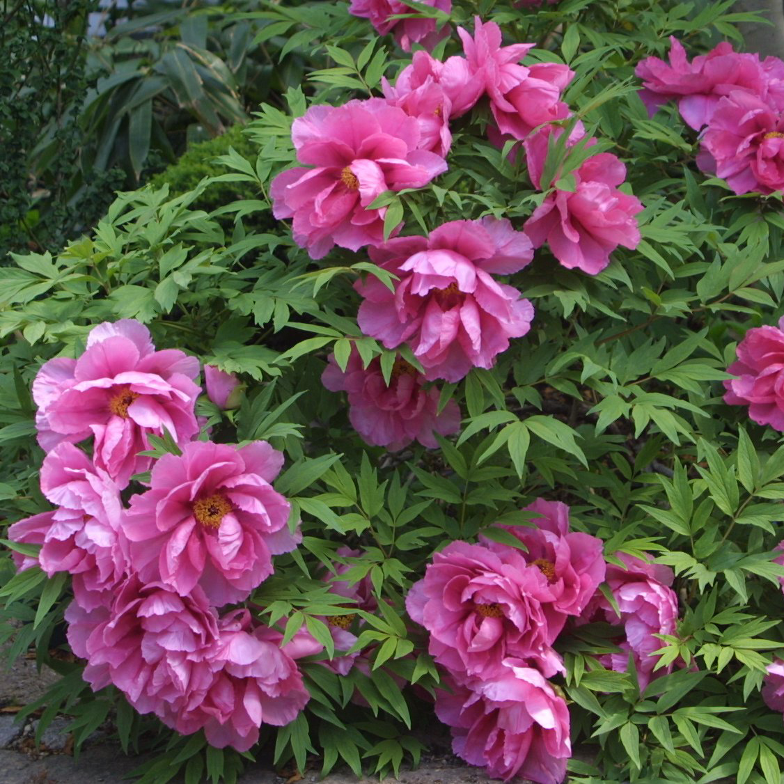 Strauch-Pfingstrose - Paeonia Suffruticosa Rosa - Rosa