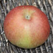 Malus domestica 'Idared': Bild 3/3