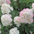 Hydrangea paniculata 'Vanille Fraise': Bild 3/6