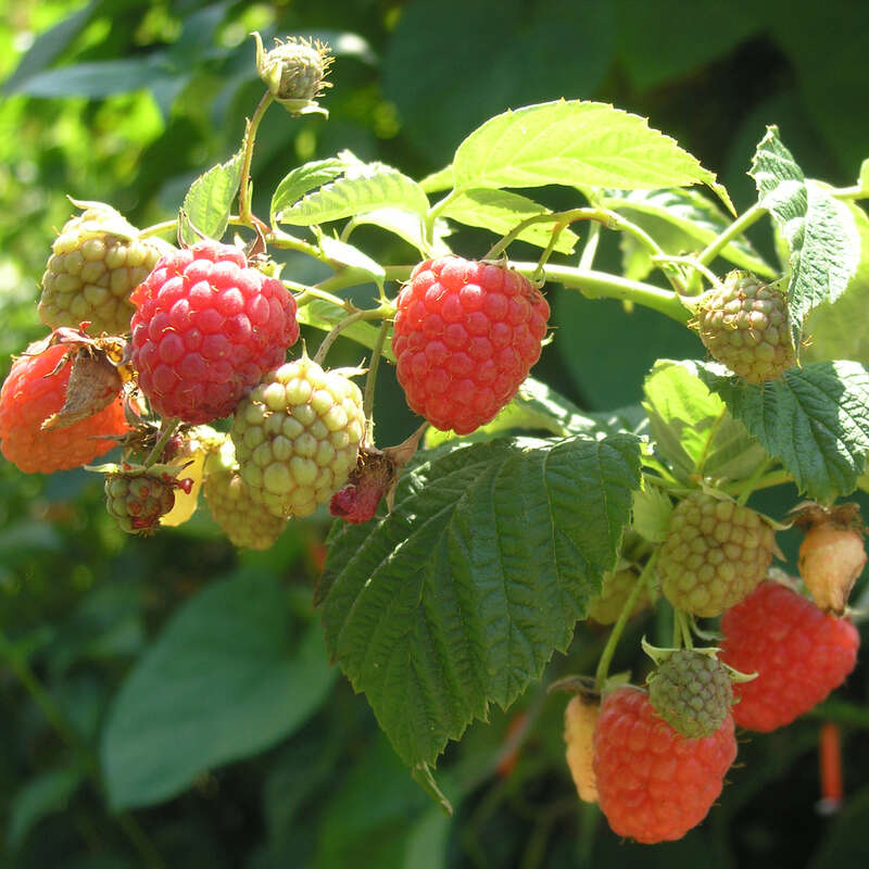 weiß Himbeere Rubus - - idaeus \'Himbo-Top\'