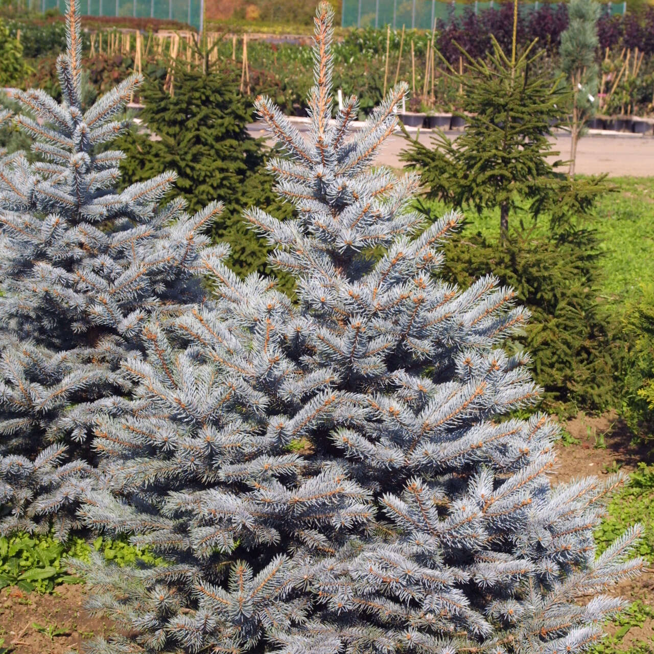 Picea pungens oldenburg описание и фото