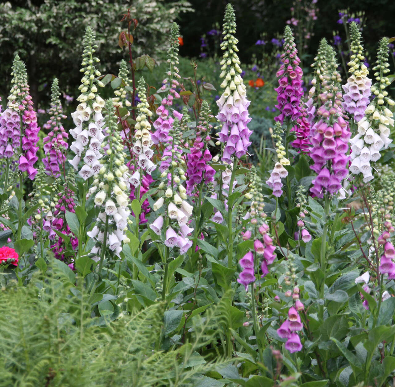 Fingerhut - Digitalis Purpurea 'Gloxiniiflora' - Rosa