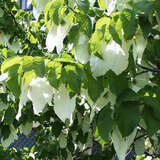 Davidia involucrata - Taubenbaum, Taschentuchbaum