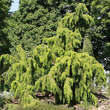 Juniperus communis 'Horstmann': Bild 1/2