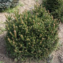 Picea abies 'Ohlendorffii' - Kegelfichte