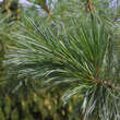 Pinus monticola 'Ammerland': Bild 1/1