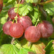 Ribes uva-crispa 'Pixwell': Bild 1/2
