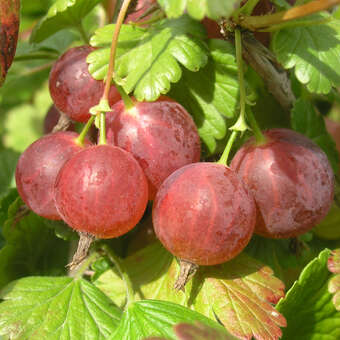 Ribes uva-crispa 'Pixwell'