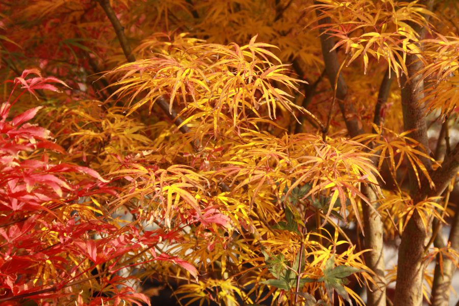 Herbstpflanzung Warum Der Herbst Die Beste Zeit Fur Neupflanzung Ist