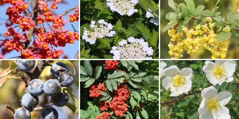 Regionale gehölze 800 Regionale heimische Gehölze und Stauden